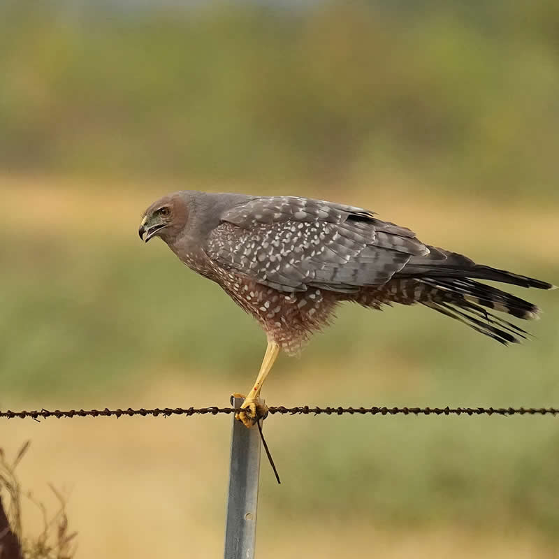 Australian Bird Photography by Darren Stephens