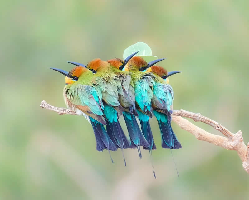 Australian Bird Photography by Darren Stephens