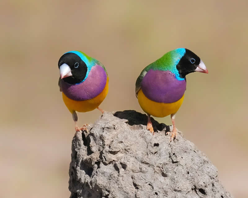 Australian Bird Photography by Darren Stephens