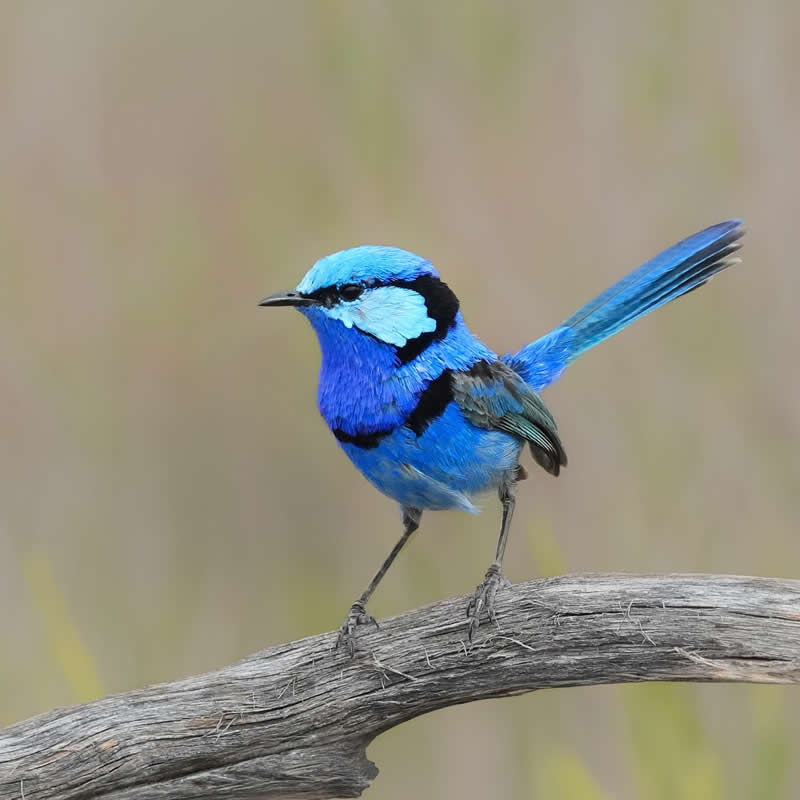 Australian Bird Photography by Darren Stephens