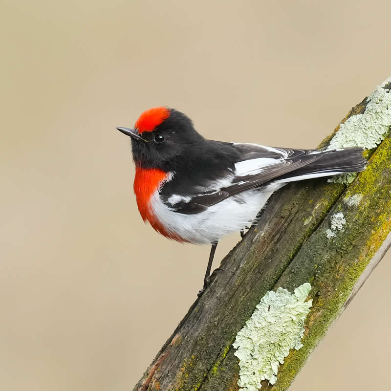 Australian Bird Photography by Darren Stephens