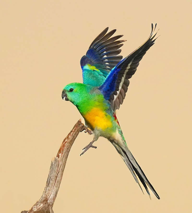 Australian Bird Photography by Darren Stephens