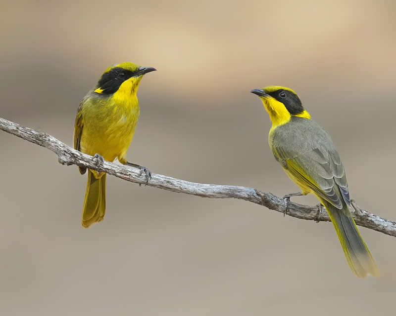Australian Bird Photography by Darren Stephens