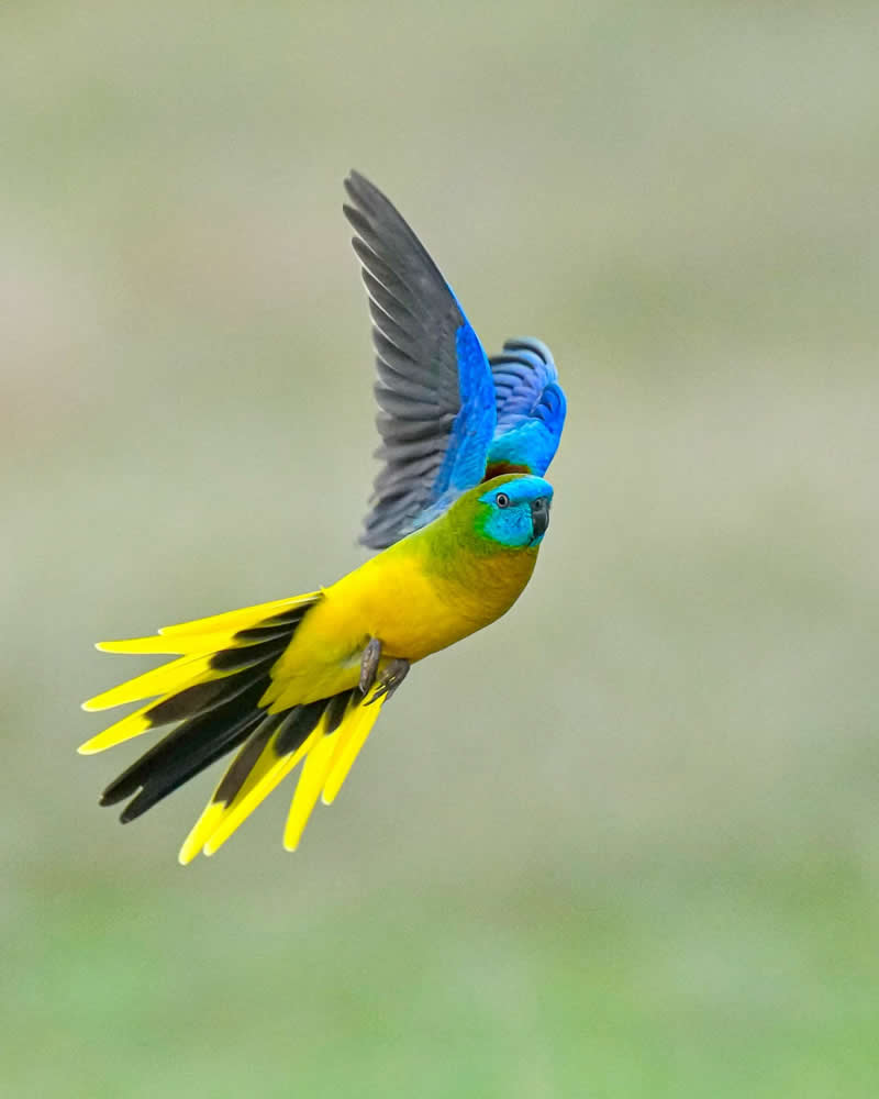 Australian Bird Photography by Darren Stephens