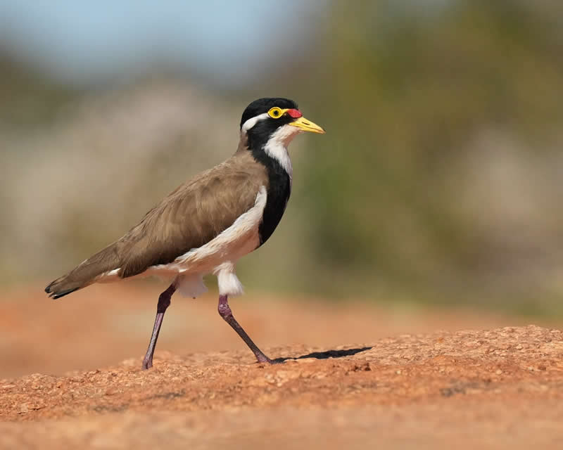Australian Bird Photography by Darren Stephens