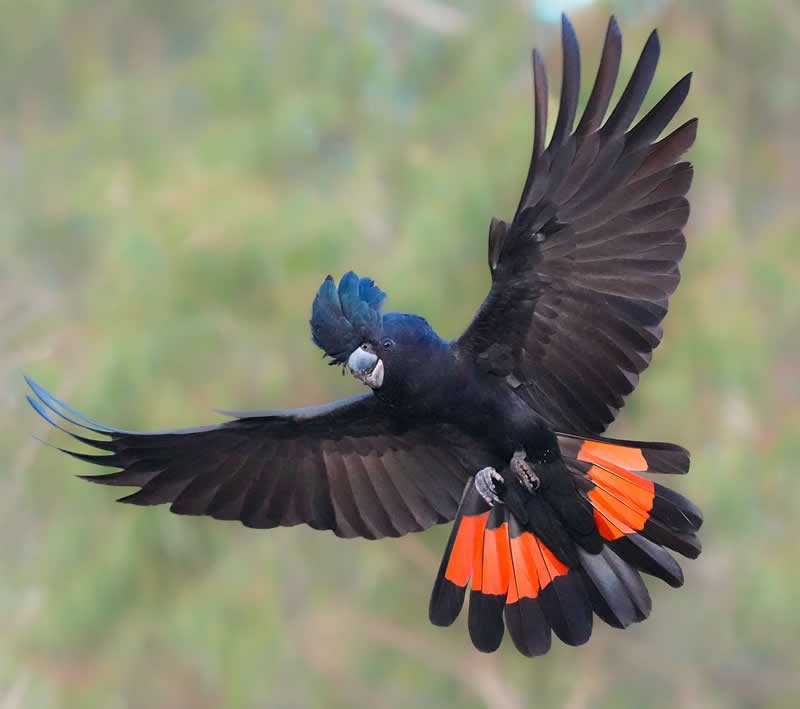 Australian Bird Photography by Darren Stephens