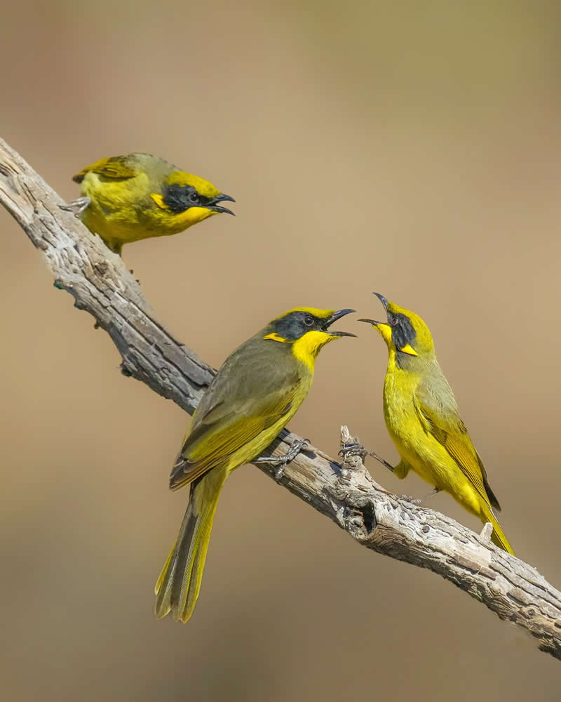 Australian Bird Photography by Darren Stephens