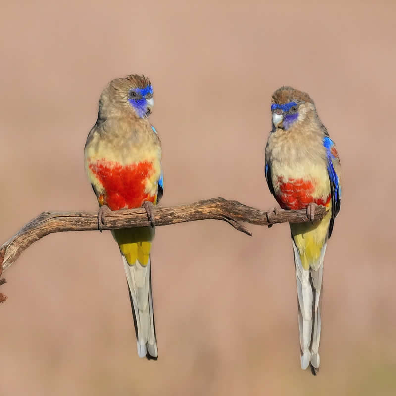 Australian Bird Photography by Darren Stephens