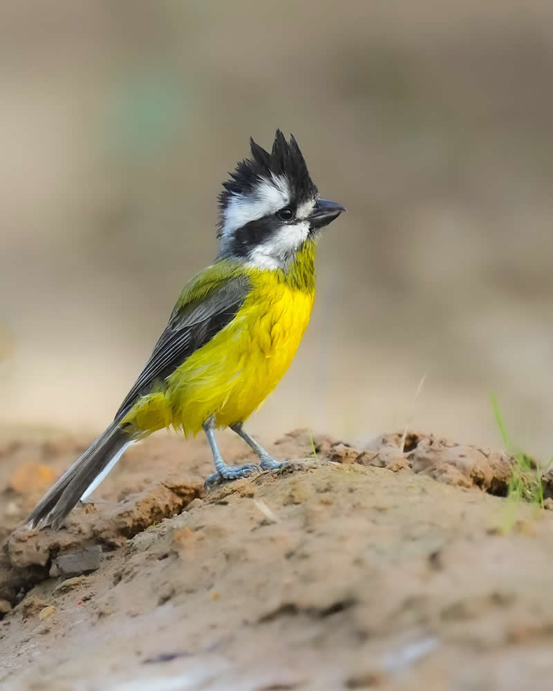 Australian Bird Photography by Darren Stephens