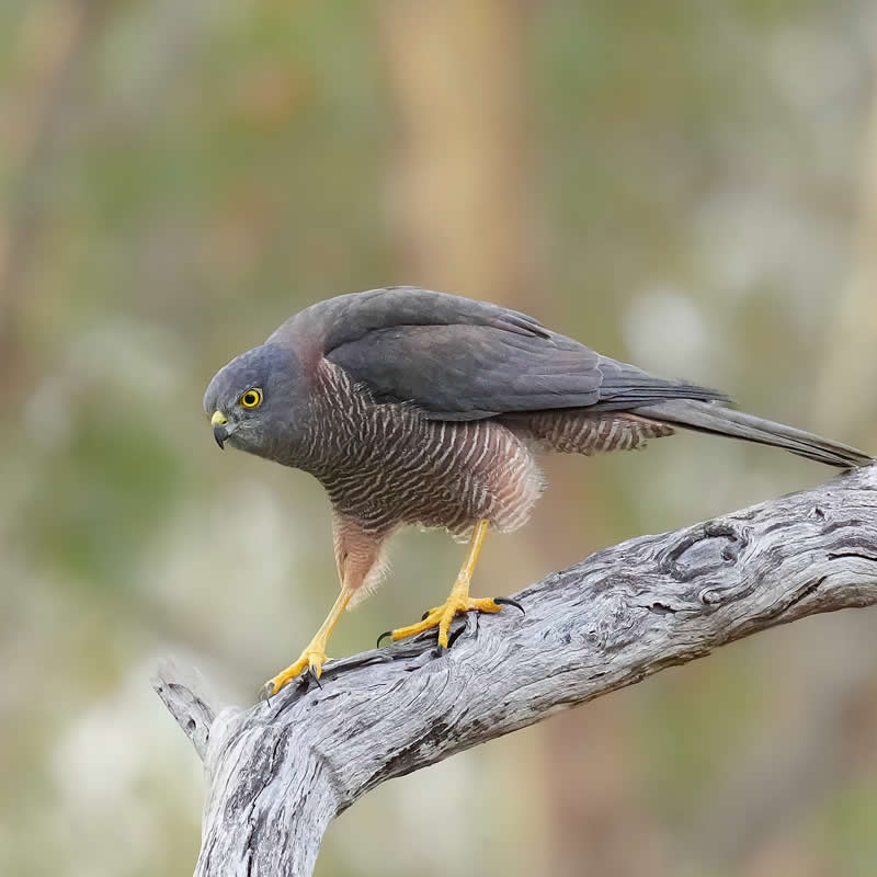 Australian Bird Photography by Darren Stephens