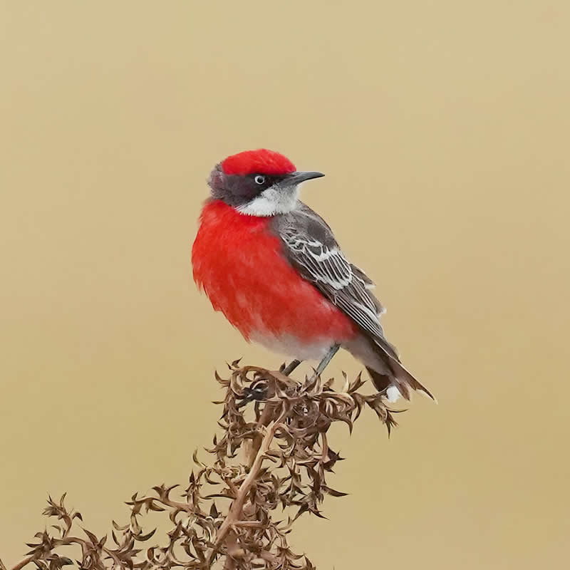 Australian Bird Photography by Darren Stephens