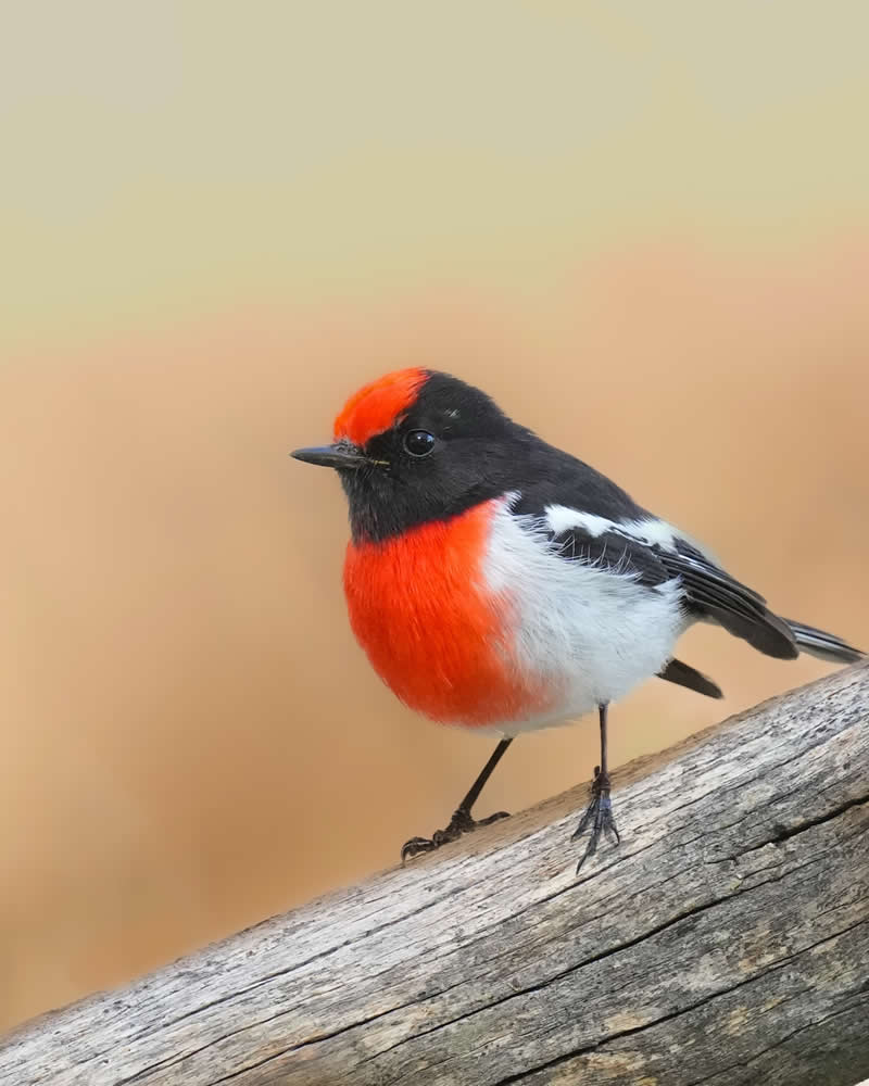 Australian Bird Photography by Darren Stephens