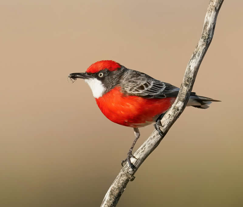Australian Bird Photography by Darren Stephens