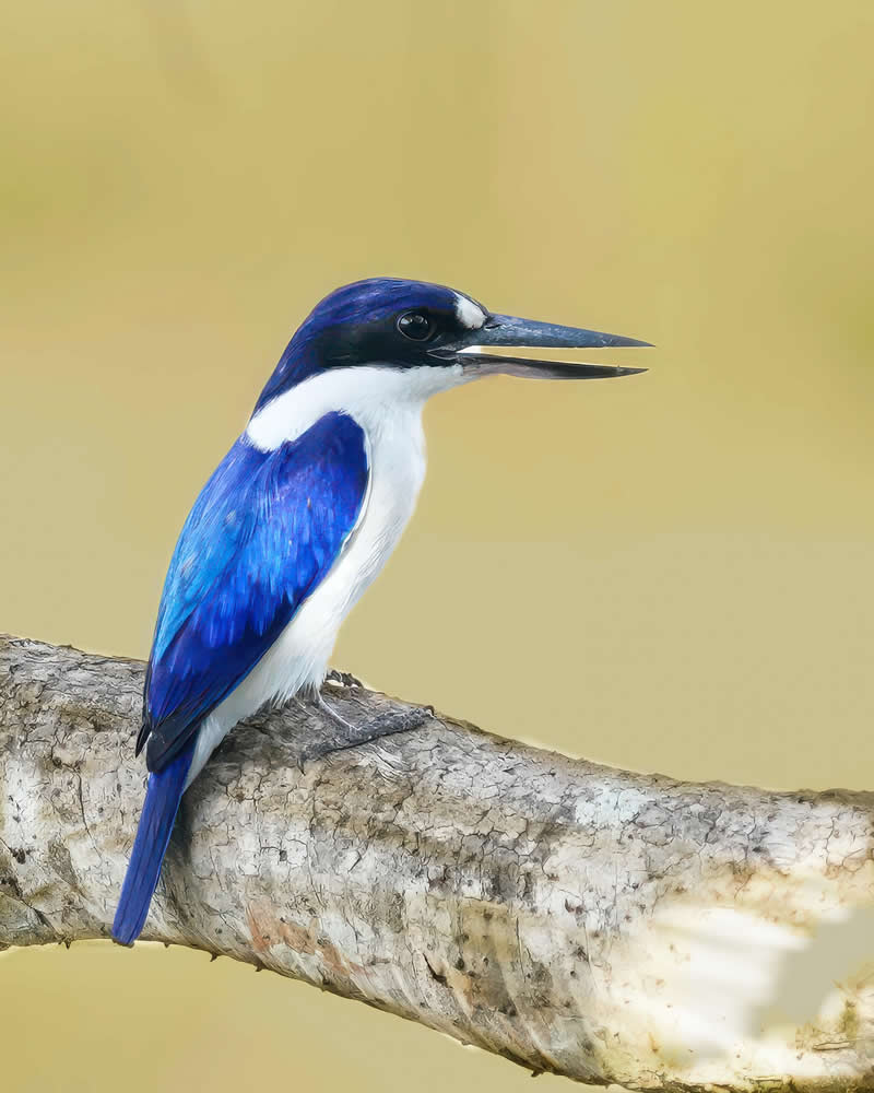 Australian Bird Photography by Darren Stephens