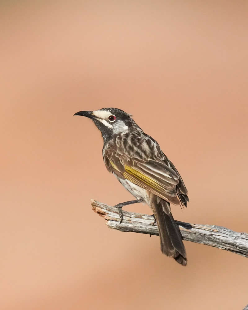 Australian Bird Photography by Darren Stephens