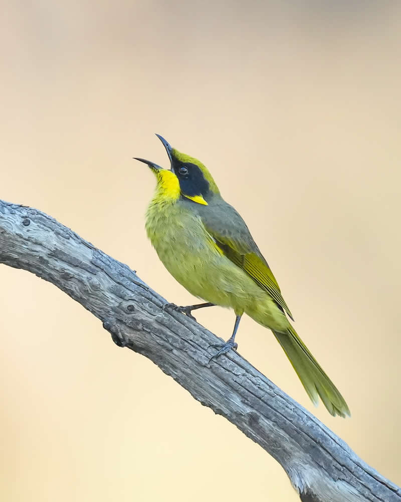 Australian Bird Photography by Darren Stephens