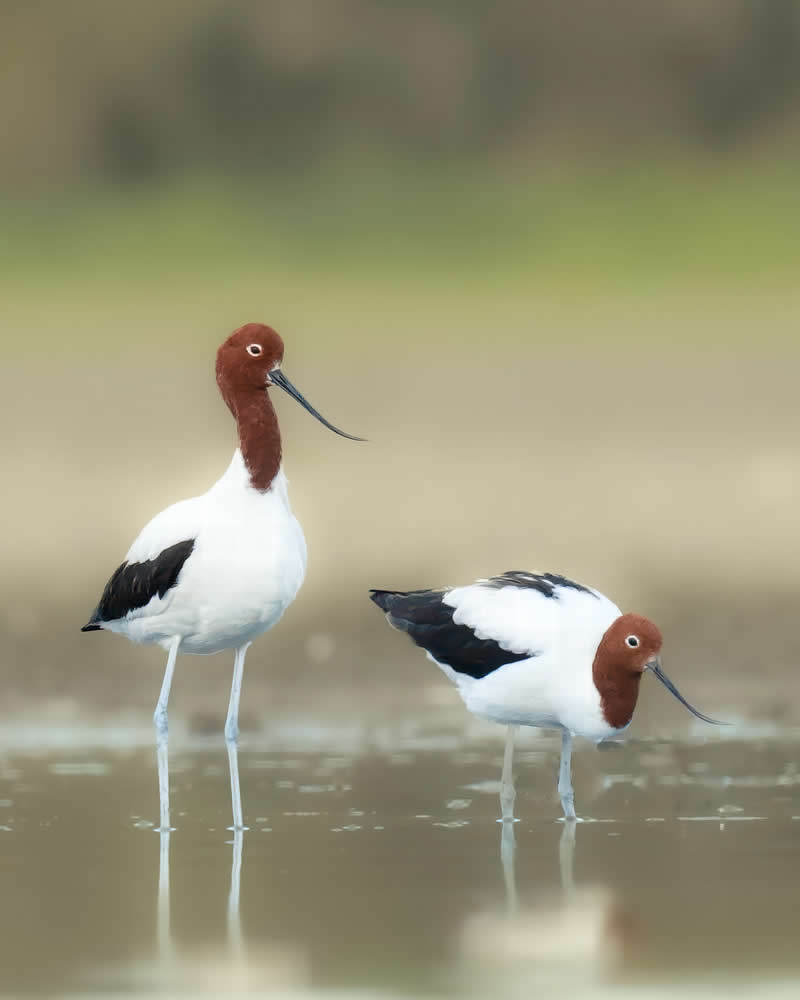 Australian Bird Photography by Darren Stephens