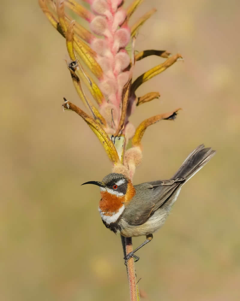 Australian Bird Photography by Darren Stephens