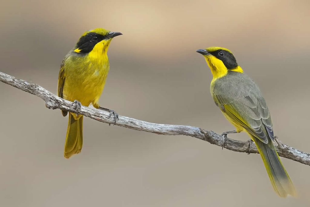 Australian Bird Photography by Darren Stephens