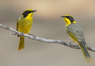 Australian Bird Photography by Darren Stephens