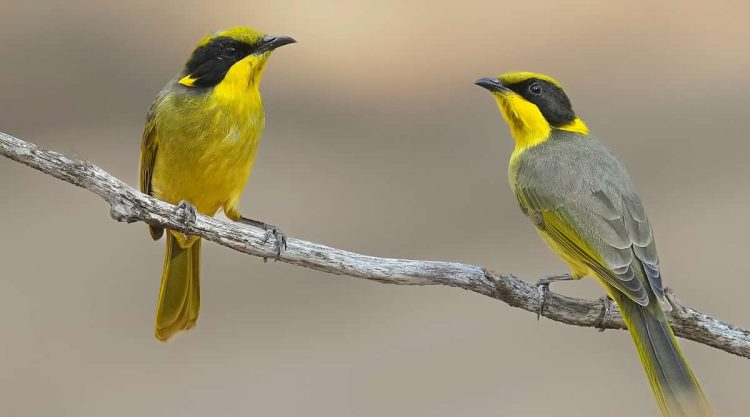 Australian Bird Photography by Darren Stephens