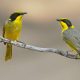 Australian Bird Photography by Darren Stephens