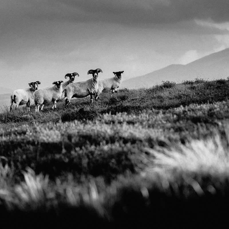 Poetic Black and White Nature Photos of Scotland by Adrian Vila