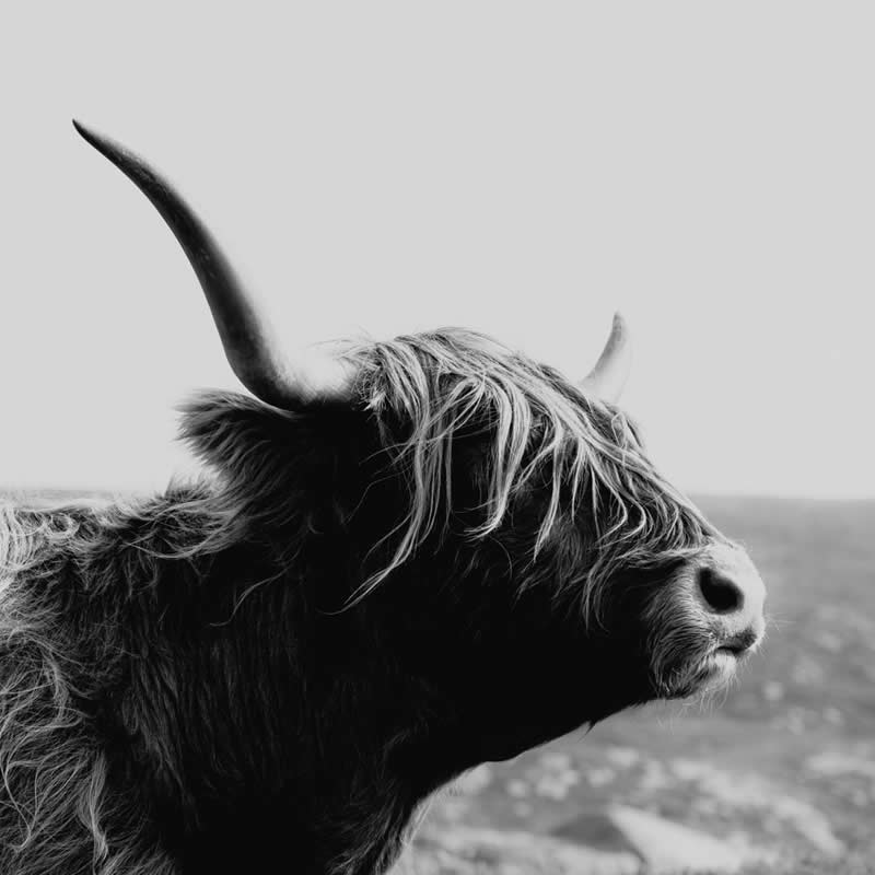 Poetic Black and White Nature Photos of Scotland by Adrian Vila