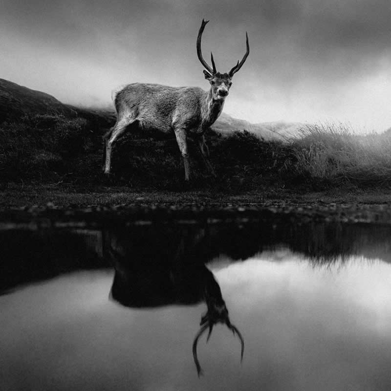 Poetic Black and White Nature Photos of Scotland by Adrian Vila