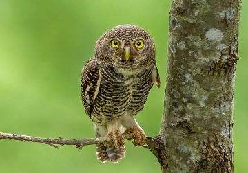 Best Indian Bird Photography