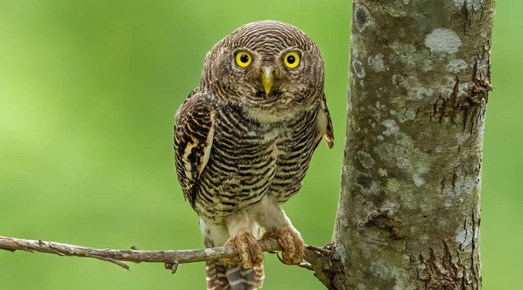 Best Indian Bird Photography