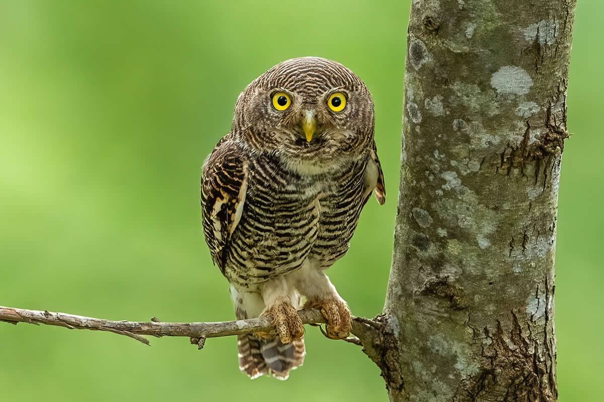 30 Breathtaking Bird Photos That Celebrate the Avian Beauty of Indian Forests