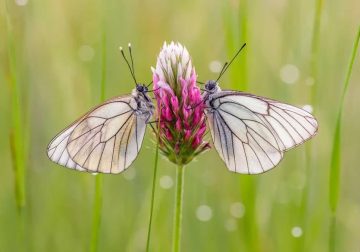 Macro Photos of Butterflies by Joaquin Padilla
