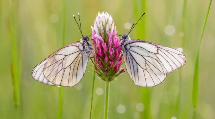 Macro Photos of Butterflies by Joaquin Padilla