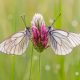 Macro Photos of Butterflies by Joaquin Padilla