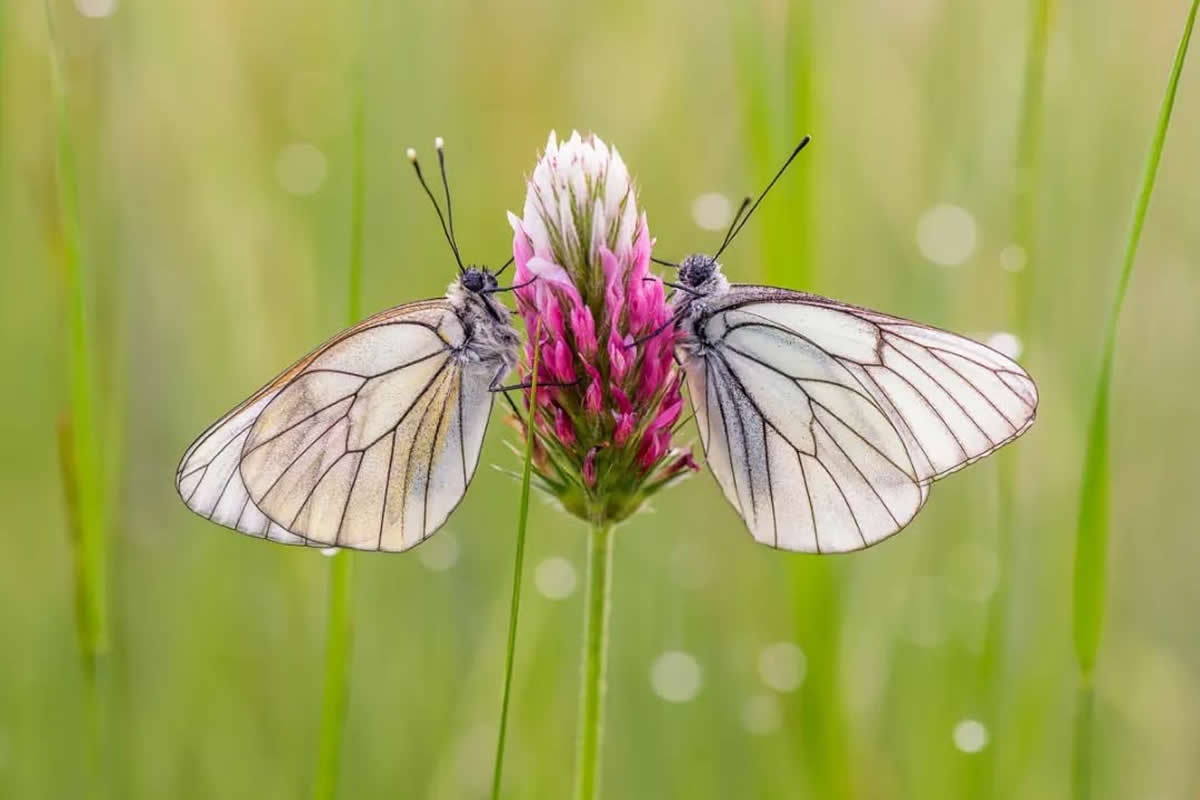 20 Stunning Close-Up Photos of Butterflies by Joaquín Padilla That Capture Delicate Beauty
