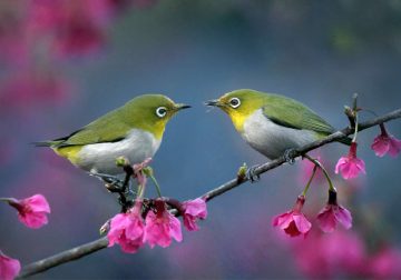 Captivating Bird Photos That Reveal the Magic of the Avian World
