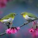 Captivating Bird Photos That Reveal the Magic of the Avian World