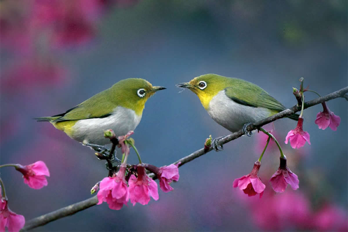 Captivating Bird Photos That Reveal the Magic of the Avian World