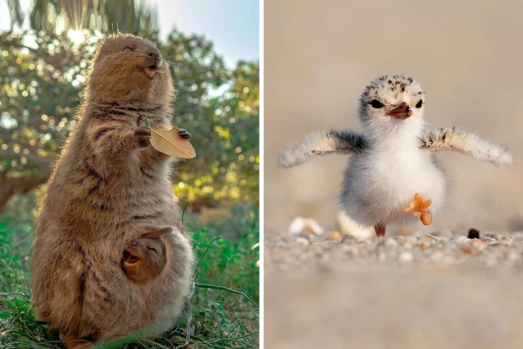 Cute Animal Moments That Instantly Melted Hearts