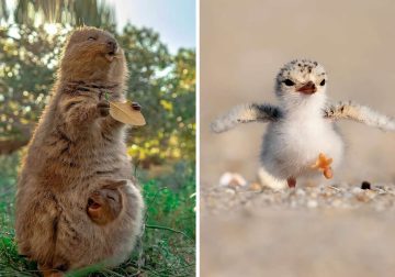 Cute Animal Moments That Instantly Melted Hearts