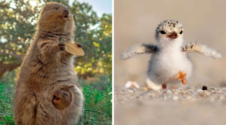 Cute Animal Moments That Instantly Melted Hearts