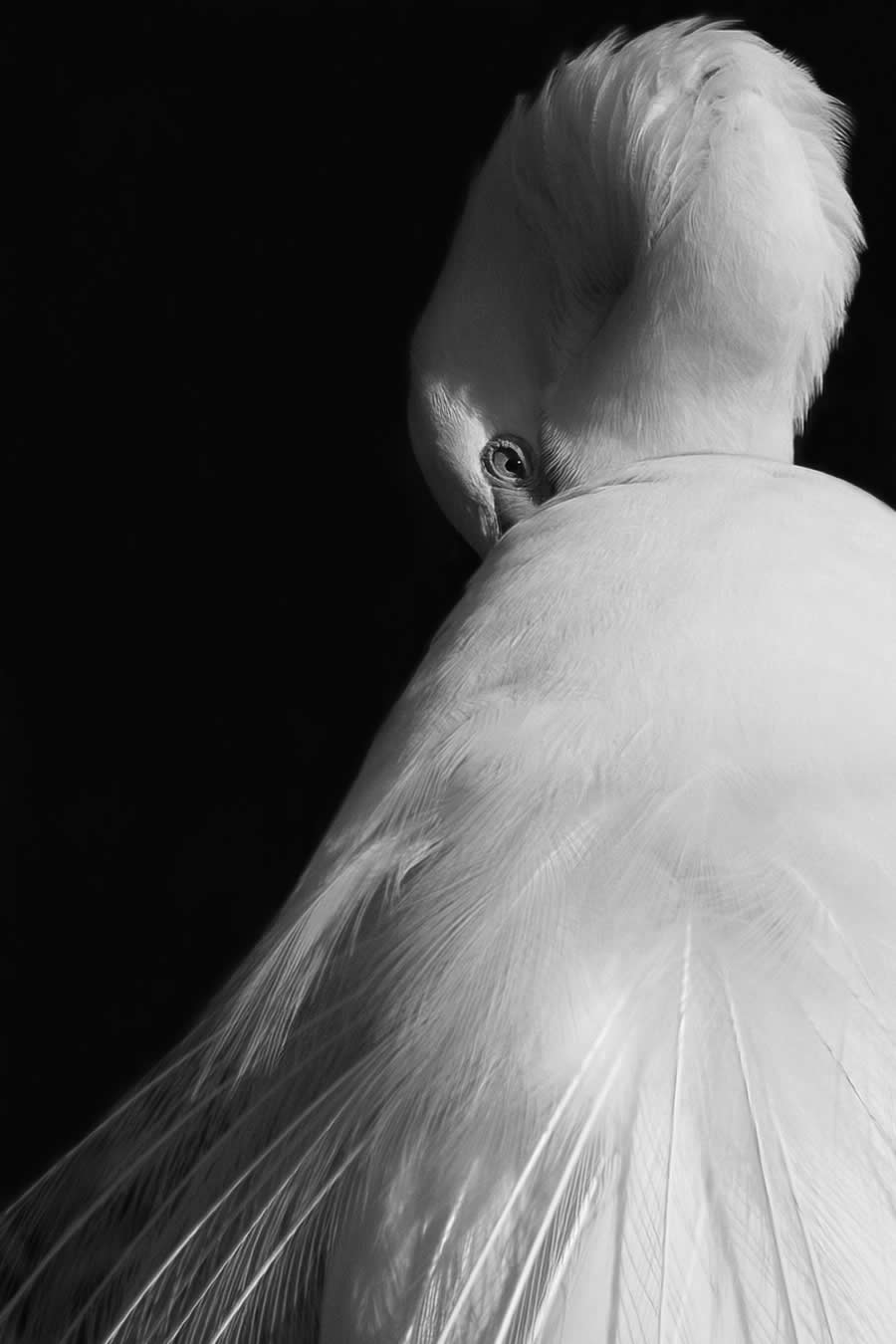Black and White Wildlife Photos from the 2025 Exposure One Award Winners