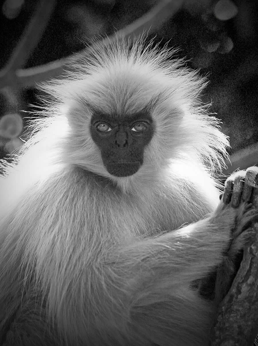 Black and White Wildlife Photos from the 2025 Exposure One Award Winners