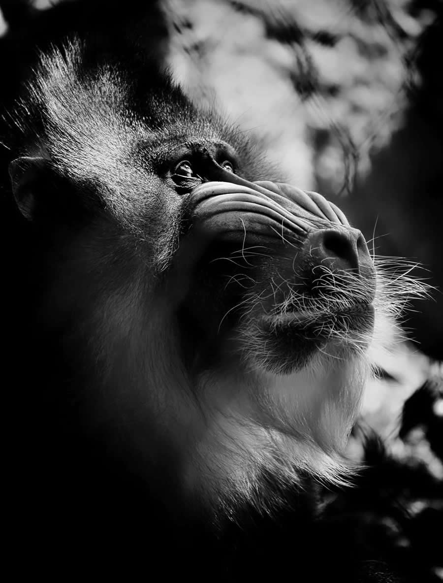 Black and White Wildlife Photos from the 2025 Exposure One Award Winners