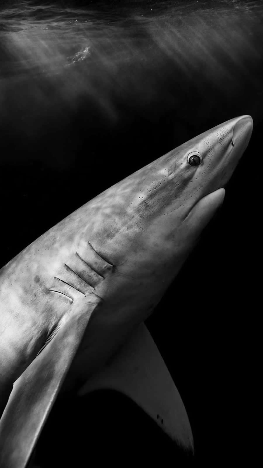 Black and White Wildlife Photos from the 2025 Exposure One Award Winners