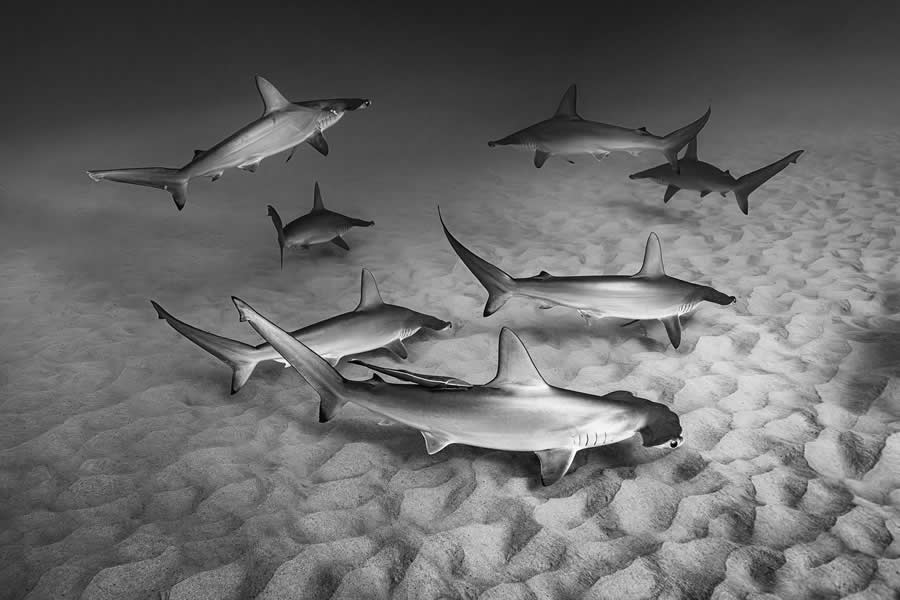 Black and White Wildlife Photos from the 2025 Exposure One Award Winners