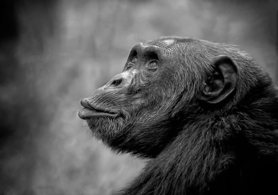 Black and White Wildlife Photos from the 2025 Exposure One Award Winners