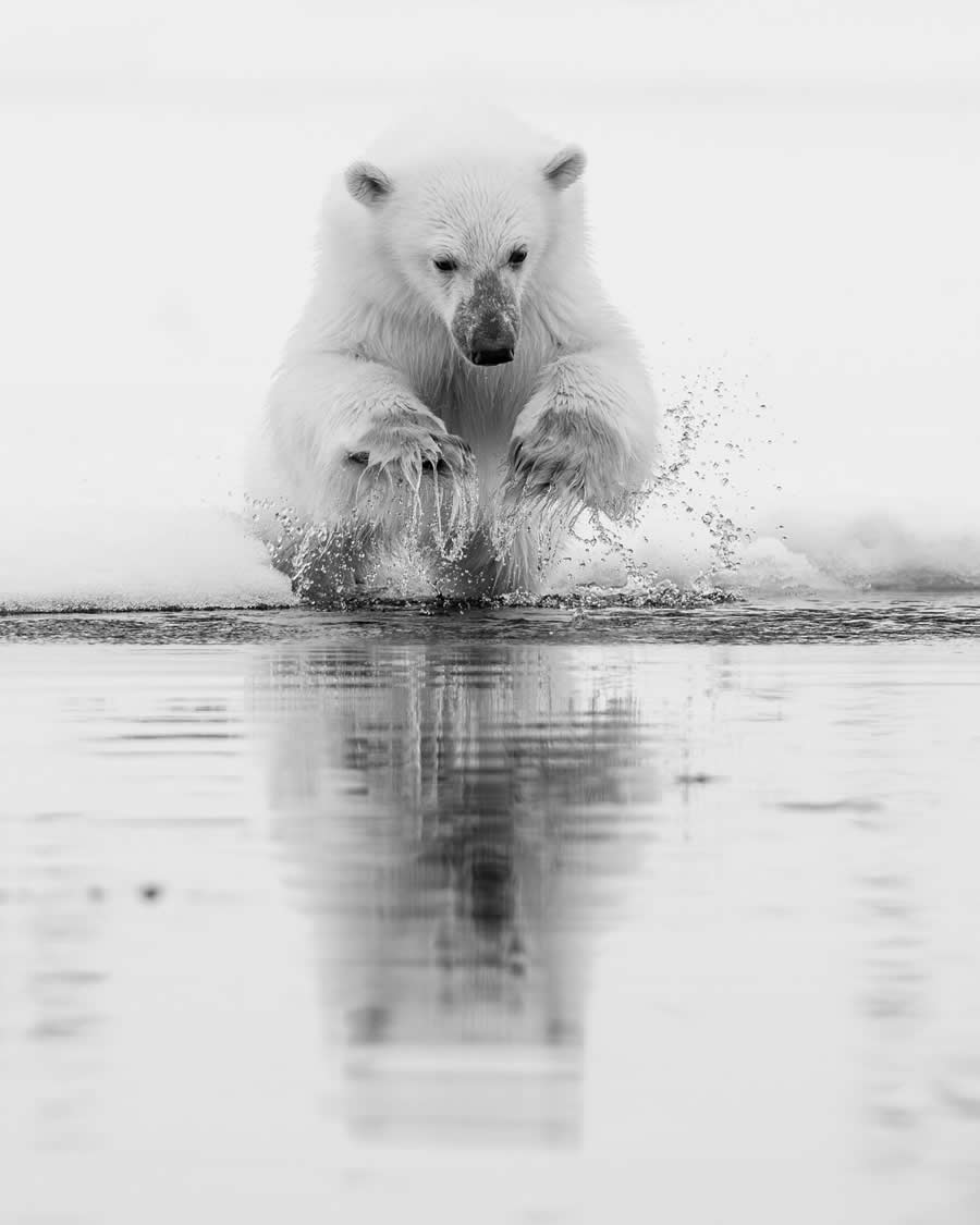Black and White Wildlife Photos from the 2025 Exposure One Award Winners
