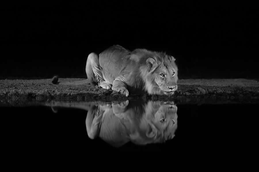 Black and White Wildlife Photos from the 2025 Exposure One Award Winners